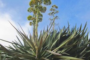 Americana Agave plant