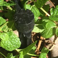 bubbler drip irrigation