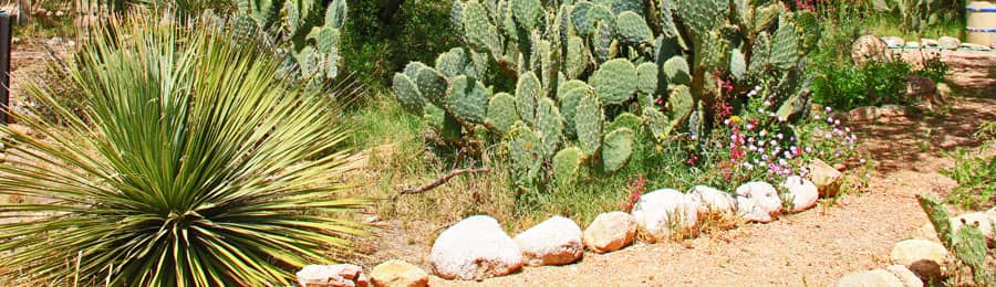 Cactus Garden