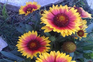 Coneflower or Lazy Susan