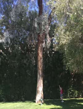 towering eucalyptus tree