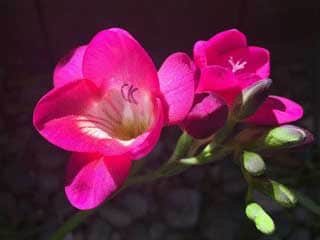fresia blossom