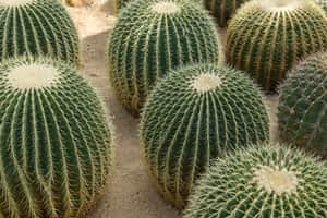 Golden Barrel Cactus