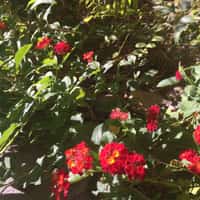 lantana