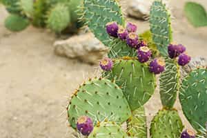 Prickly Pear Cactus