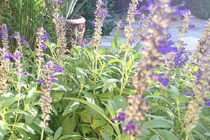 Salvia purple