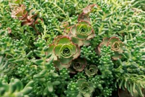 Sedum aka Stonecap plant