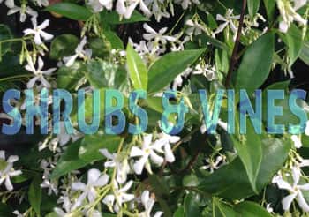 link to shrubs and vines page