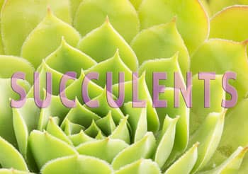 link to succulents page