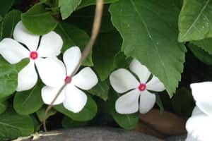 Vinca